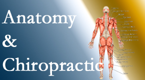 Back And Neck Care Center proudly delivers chiropractic care based on knowledge of anatomy to diagnose and treat spine related pain.