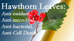 Back And Neck Care Center presents new research regarding the flavonoids of the hawthorn tree leaves’ extract that are antioxidant, antibacterial, antimicrobial and anti-cell death. 